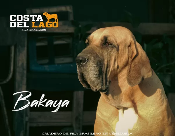 Bakaya Blue Lion
