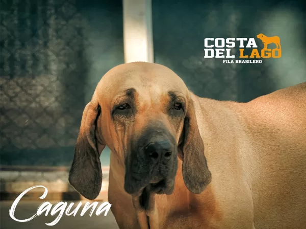 Caguana Costa del Lago