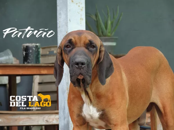 Patrão Anfibra da Villa Paizi